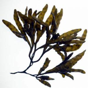 Exemples de réalisation de Vidémo, agence vidéo à Brest - Motion design Biotechmarine